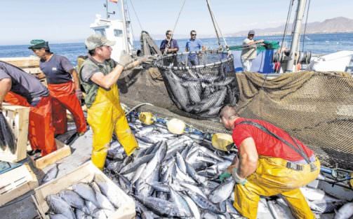 Port d’Essaouira : Les débarquements de la pêche côtière et artisanale en forte baisse de 68% à fin février (ONP)