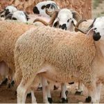 Aïd al-Adha : le gouvernement annonce l’importation de 200 000 têtes de moutons