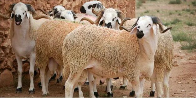 Aïd al-Adha : le gouvernement annonce l’importation de 200 000 têtes de moutons