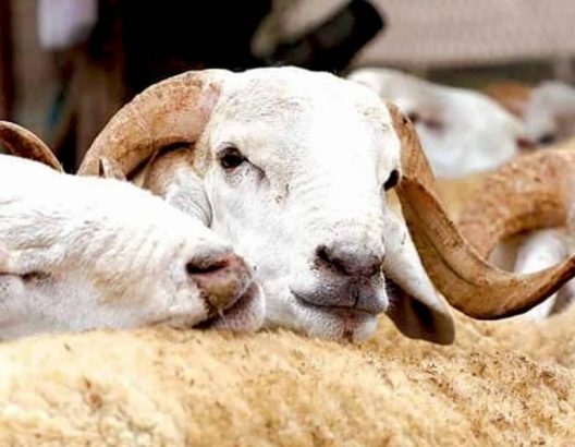 Aïd Al-Adha : 5,4 millions de têtes d’ovins et de caprins identifiés  (Sadiki)
