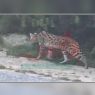 Apparition d’un tigre à Tanger provoque une alerte maximale, les autorités se précipitent pour le localiser