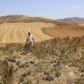 Al Moutmir révolutionne l’agriculture à Larache avec le quinoa : une réponse durable aux défis climatiques (vidéo)